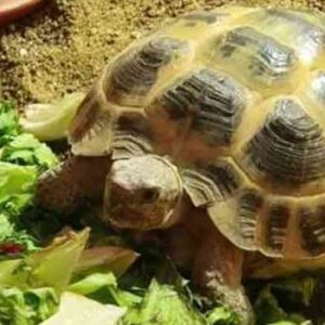 Russian Tortoise is Not Eating