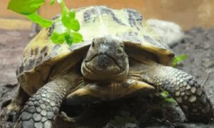 My New Russian Tortoise Is Not Eating