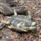 Russian Tortoise Flipped On Its Back