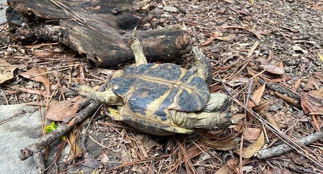 Russian Tortoise Flipped On Its Back