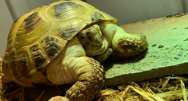 fat russian tortoise