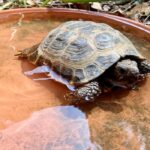 How Often Should I Soak My Russian Tortoise
