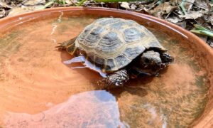 How Often Should I Soak My Russian Tortoise